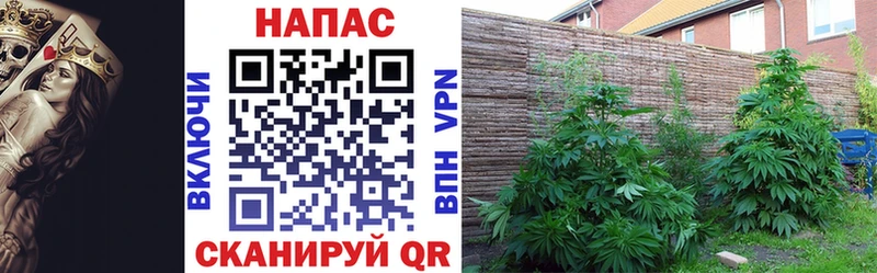 Купить закладки  Поворино  Каннабис конопля 